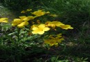 Linum Capitatum ©  Pandion Wild Tours